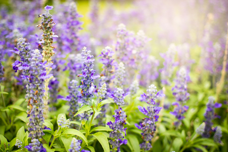 Beautiful lavenders close up in the garden with blurred larvender field background.の写真素材