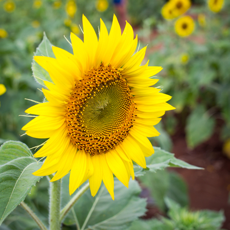 Beautiful big sun flower close up.の写真素材