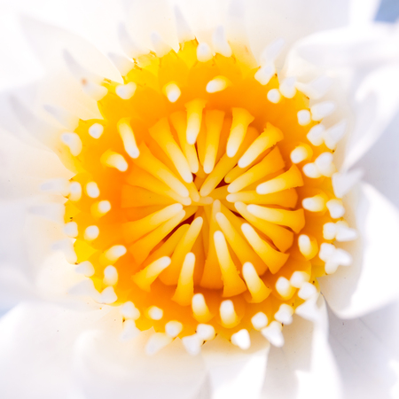 Beautiful white-yellow lotus's pollen close up.の写真素材