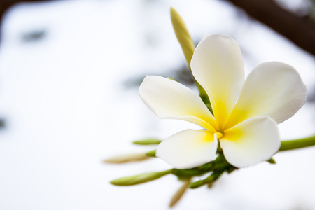 Beautiful white plumeria in the garden close up.の写真素材