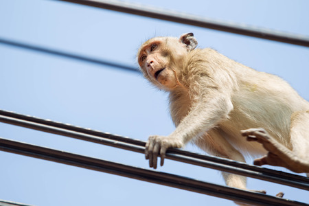 Wild monkey walking on the high voltage power cable close up.の写真素材