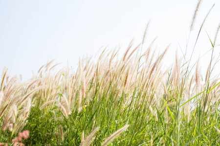 Beautiful wild grass field with sunlight in background.の写真素材