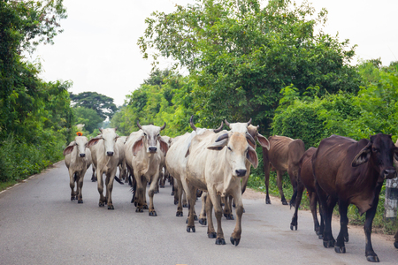 Group of cows walking on the street in the countryside.の写真素材
