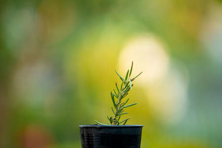Little aromatic rosemary in a growth pot on green nature background. Beautiful small rosemary in a...
