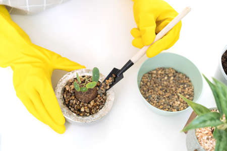 woman planting a small houseplant in the room close up, gently water a plants by using water spray. Asian happy girl enjoy planting and watering a cactus  and houseplant.の写真素材