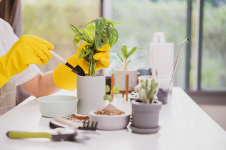 Cheerful happy Asian woman planting a small houseplant in the room close up, woman relocating the small monstera tree into the new pot. Asian girl planting a decorative plant in the house.の写真素材