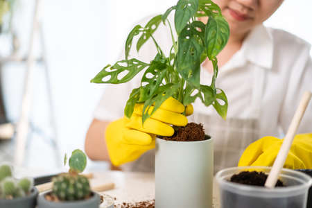 Cheerful happy Asian woman planting a small houseplant in the room close up, woman relocating the small monstera tree into the new pot. Asian girl planting a decorative plant in the house.の写真素材