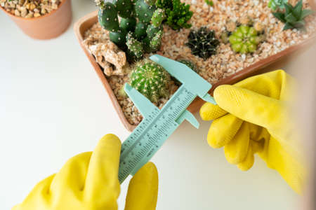 Unrecognizable Asian woman enjoy planting and measuring a small cactus in a clay pot by using vernier caliper ruler close up. Cactus and houseplant for decoration.の写真素材
