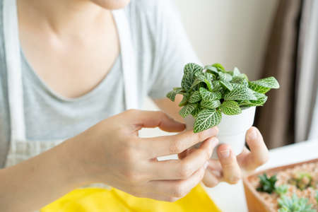 Woman decorating a beautiful Nerve Plant in a pot close up with copyspace. Mosaic Nerve Plant is a small plant for decoration in a house or decorate as a houseplant.の写真素材