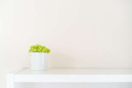 Little gold moss sedum in a ceramic white pot on the book shelf close up with copyspace.の写真素材