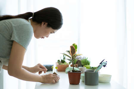 Happy Asian woman planting a small Stephania Erecta Craib in a clay pot close up. Planting a small house plants as leisure activity and hobby of people who living in the city. Zen like plant.の写真素材
