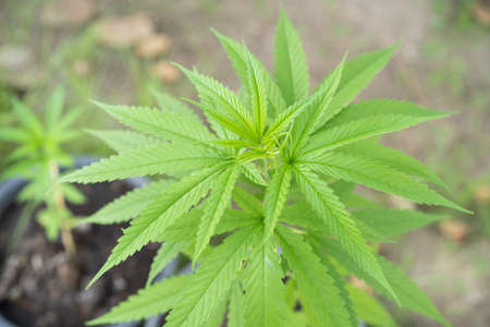 Organic marijuana or cannabis growth in the greenhouse close up. Hemp plant for medication treatment...