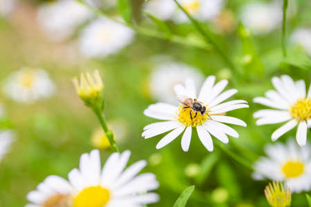 Small bee collecting a pollen on Margaret Flower close up with real blurred nature background. Group...