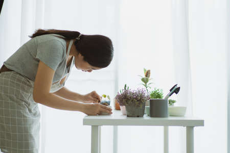 Happy Asian woman planting a small Stephania Erecta Craib in a clay pot close up. Planting a small...