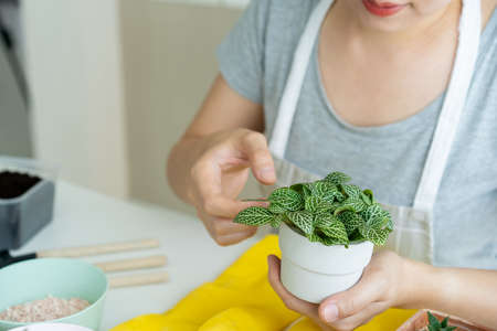 Woman decorating a beautiful Nerve Plant in a pot close up with copyspace. Mosaic Nerve Plant is a small plant for decoration in a house or decorate as a houseplant.の写真素材