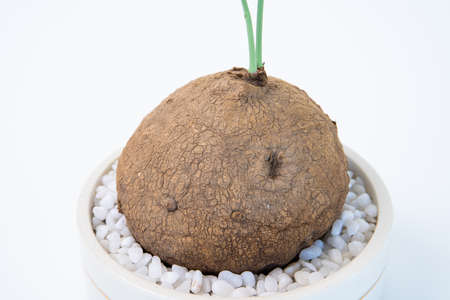 Isolated with clipping path of a beautiful Stephania Erecta Craib close up. Stephania Erecta Craib is the popular indoor house plant for decoration inside the building. Exotic zen houseplant.の写真素材