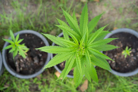 Organic marijuana or cannabis growth in the greenhouse close up. Hemp plant for medication treatment and used in cancer patient. Marijuana tree in garden.の写真素材