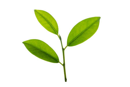 Isolated from background with clipping path. A small twig of tree in macro shoot close up.の写真素材
