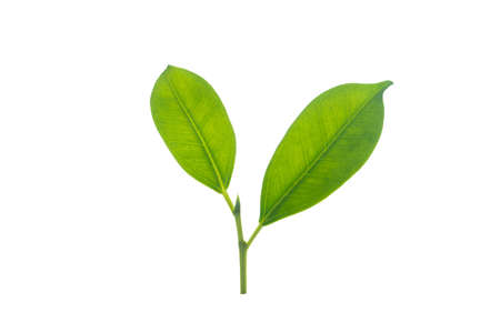 Isolated from background with clipping path. A small twig of tree in macro shoot close up.の写真素材
