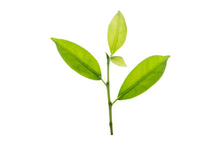 Isolated from background with clipping path. A small twig of tree in macro shoot close up.の写真素材