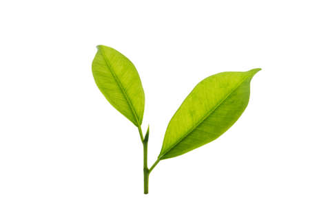 Isolated from background with clipping path. A small twig of tree in macro shoot close up.の写真素材