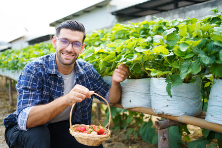 Happy Asian strawberry male worker collecting or harvesting a red strawberry fruits in the organic strawberry farm.の写真素材