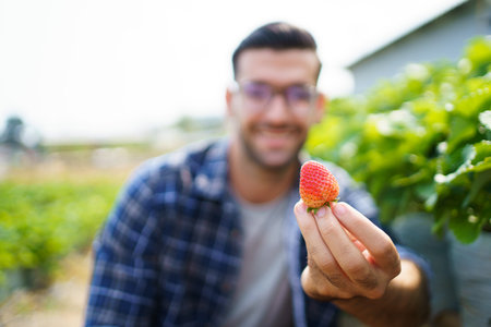 Happy Asian strawberry male worker collecting or harvesting a red strawberry fruits in the organic strawberry farm.の写真素材