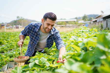 Happy Asian strawberry male worker collecting or harvesting a red strawberry fruits in the organic strawberry farm.の写真素材