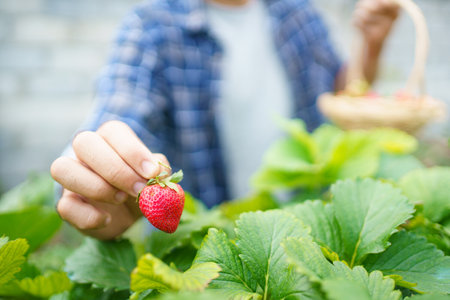 Happy Asian strawberry male worker collecting or harvesting a red strawberry fruits in the organic strawberry farm.の写真素材