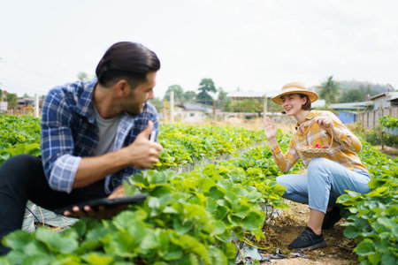 Happy cheerful male and female strawberry farmer or gardener inspecting a strawberry planting and agricultural products in a row, gardeners collecting and analyzing a strawberry growing information.の写真素材