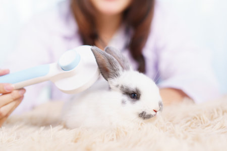 Asian female exotic veterinarian grooming and taking care a lovely cute little bunny in vet hospital. Exotic pet care service concept. Female veterinarian checking or inspecting rabbit health.の写真素材