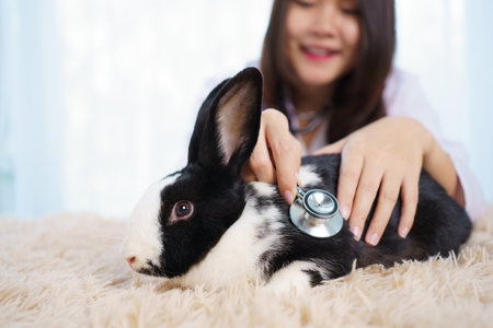 Asian female exotic veterinarian grooming and taking care a lovely cute little bunny in vet hospital. Exotic pet care service concept. Female veterinarian checking or inspecting rabbit health.の写真素材