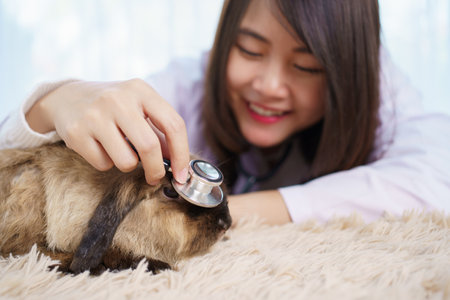 Asian female exotic veterinarian grooming and taking care a lovely cute little bunny in vet hospital. Exotic pet care service concept. Female veterinarian checking or inspecting rabbit health.の写真素材