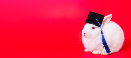 Beautiful lovely cute white Netherland Dwarf little bunny wears a graduation gown hat portrait on red background. Graduation in the year of bunny concept.の写真素材