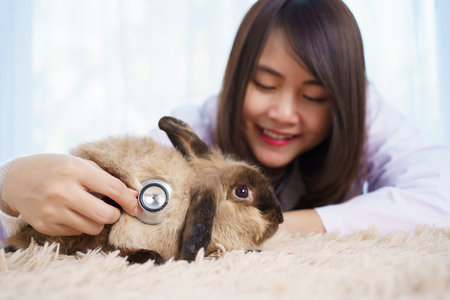 Asian female exotic veterinarian grooming and taking care a lovely cute little bunny in vet hospital. Exotic pet care service concept. Female veterinarian checking or inspecting rabbit health.の写真素材