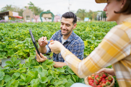 Happy cheerful male and female strawberry farmer or gardener inspecting a strawberry planting and agricultural products in a row, gardeners collecting and analyzing a strawberry growing information.の写真素材