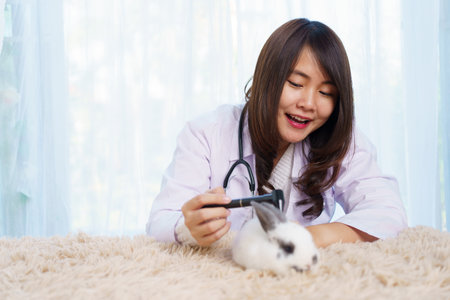 Asian female exotic veterinarian grooming and taking care a lovely cute little bunny in vet hospital. Exotic pet care service concept. Female veterinarian checking or inspecting rabbit health.の写真素材