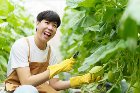 Happy cheerful Asian watermelon worker inspecting or analyzing an agricultural product quality....