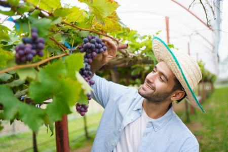 Happy cheerful vineyard worker harvesting a branches of grape on the grape tree close up. Organic agriculture and farming for sustainable lifestyle concept.の写真素材