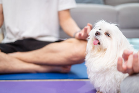 Happy lovely Asian young couple with a Maltese dog doing a yoga or stretching exercise together....
