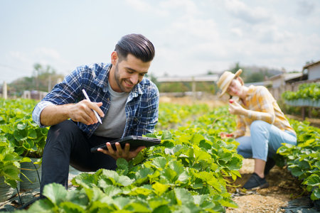 Happy cheerful male and female strawberry farmer or gardener inspecting a strawberry planting and agricultural products in a row, gardeners collecting and analyzing a strawberry growing information.の写真素材