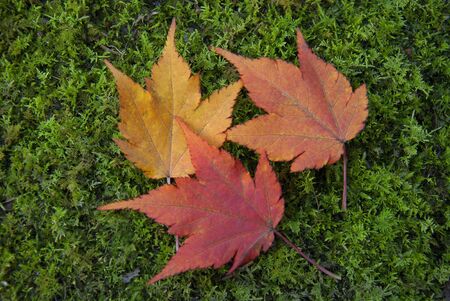 Maple