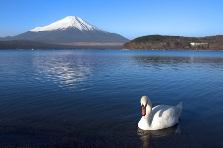 Mt Fuji and Swanの写真素材