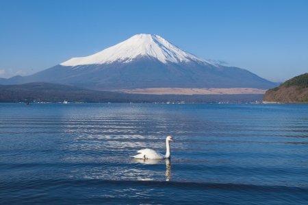 Fuji and White Swanの写真素材