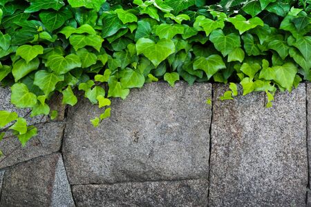 stone-wall with climbing plant - green leavesの写真素材