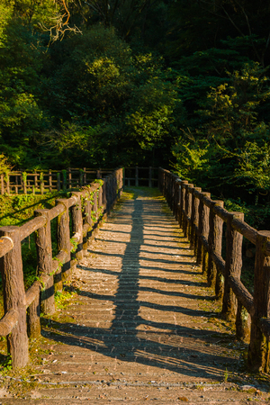 The bridge in the forest during the evening sun.の写真素材
