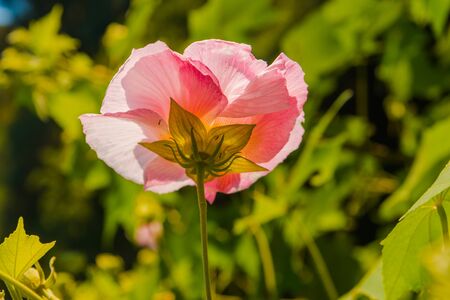 Single pink flower against sunset light feeling lonely, partially focusedの写真素材