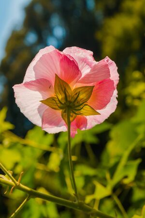 Single pink flower against sunset light feeling lonely, partially focusedの写真素材