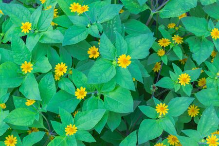 Yellow flowers with green leavesの写真素材