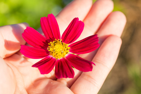Cosmos red flower in hand warm tone with blurred background  concept nature in hand.の写真素材